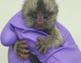 MMNC 마모셋 이미지 설명