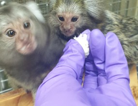 MMNC 마모셋 이야기