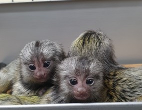 MMNC 마모셋 이야기 