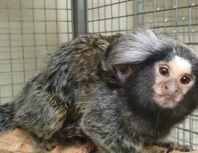 MMNC 마모셋 이야기