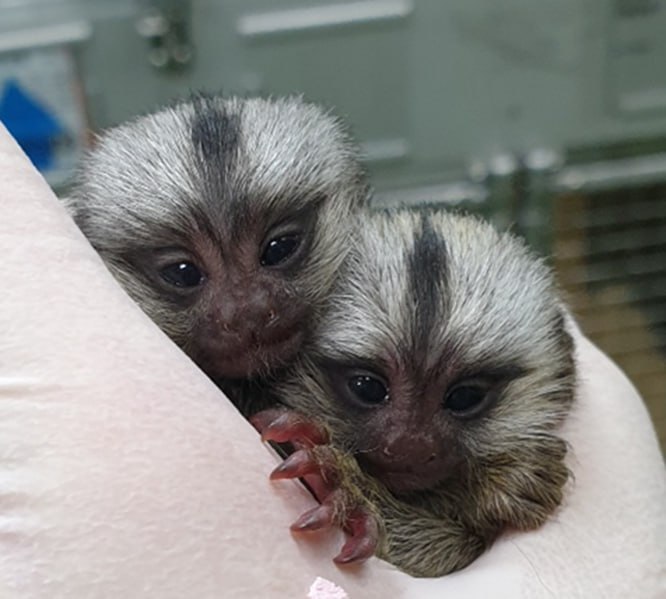 2018년 번식시작